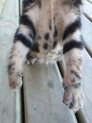 Filhotes de gato bengal - Foto 6