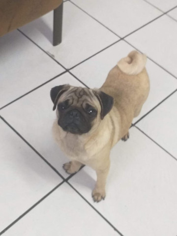 Filhote de Pug Exelente Linhagem - Foto 3