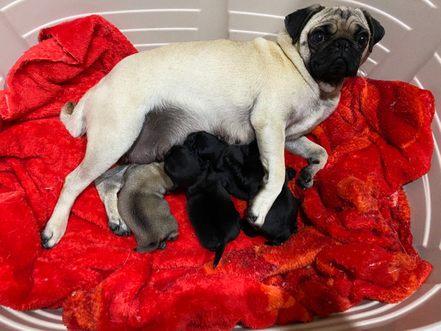 Filhotes de Pug Fêmea e Machos - Foto 2