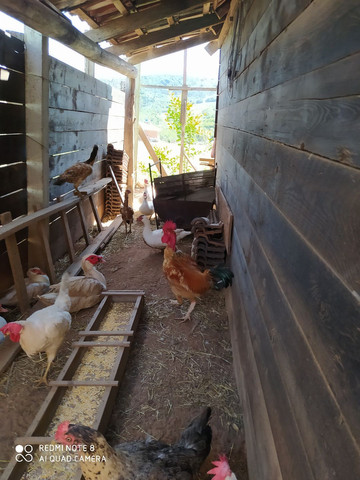 Vendo galo pescoço pelado - Foto 2