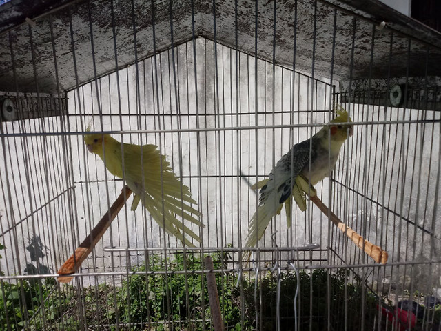 Gaiola