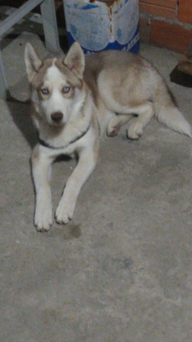Husky Siberiano