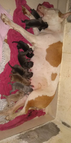 Pit Bull - Foto 2