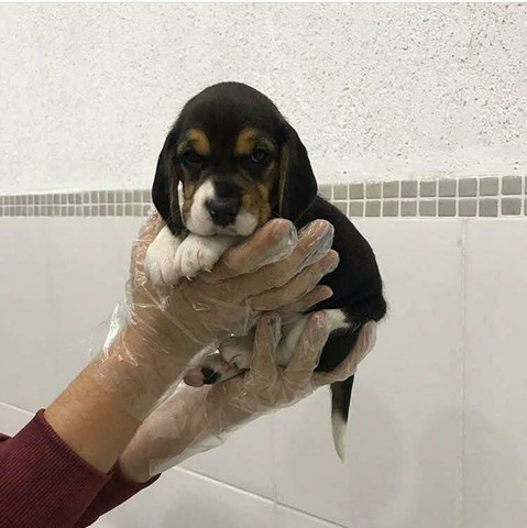 Beagle- fofuras-