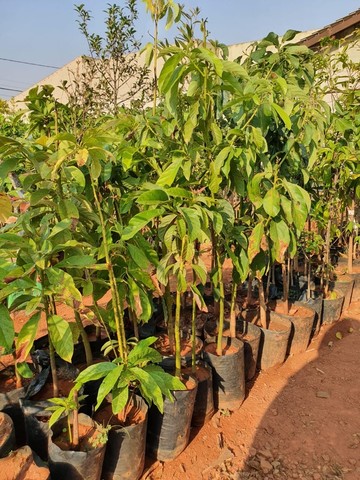 Frutíferas diversas produzindo - Foto 2