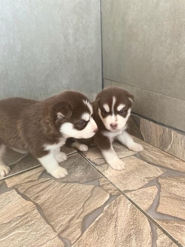 HUSKY SIBERIANO EM ATÉ 12X