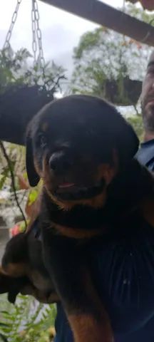 Rottwaeller  - Foto 3