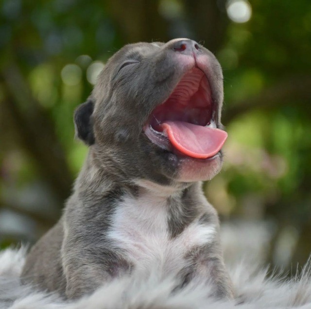 American Bully filhotes disponíveis.