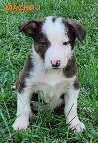 Border Collie Pedigree Cbkc Filhotes Alta Linhagem