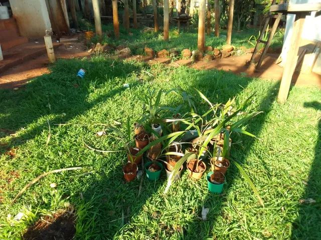 Mudas de planta - Foto 3