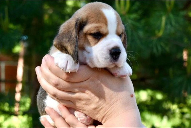 Beagle filhotes disponíveis