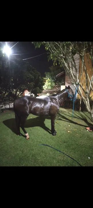 Potro puro com documento  - Foto 5