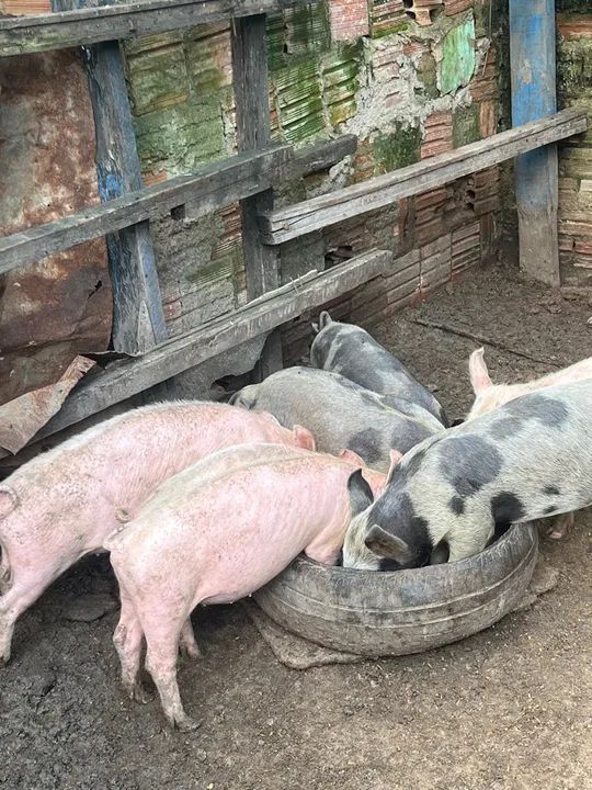 Filhotes de porco leitão $20k - Foto 2