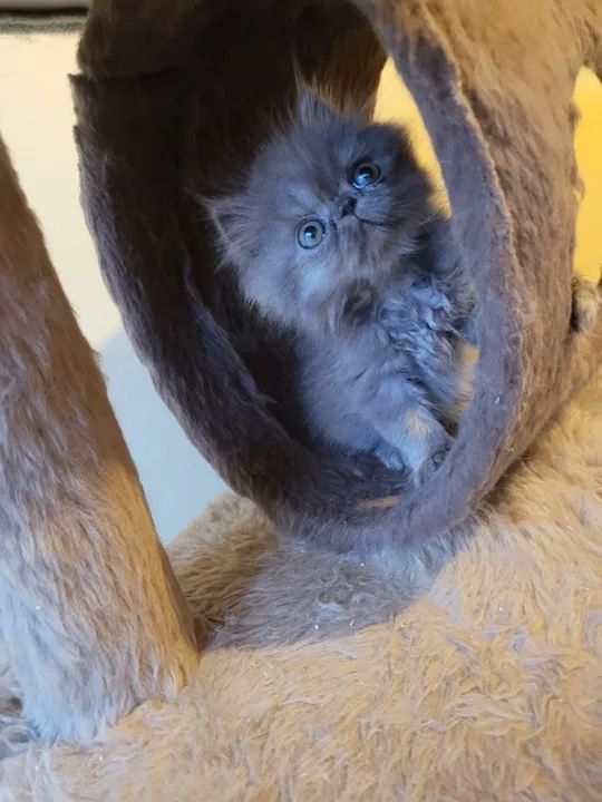 Gatinho Persa Cinza  - Foto 2