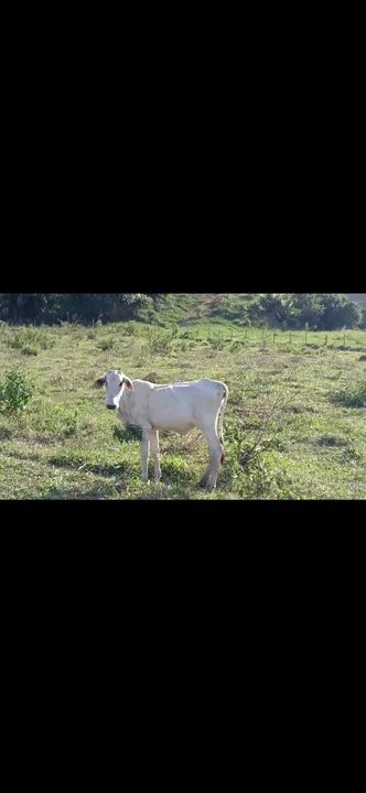 Vendo 6 macho 3 fêmea zap *  - Foto 2