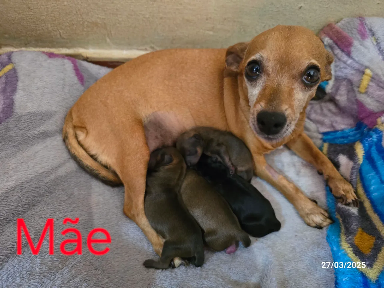 Filhotes Pinscher Macho