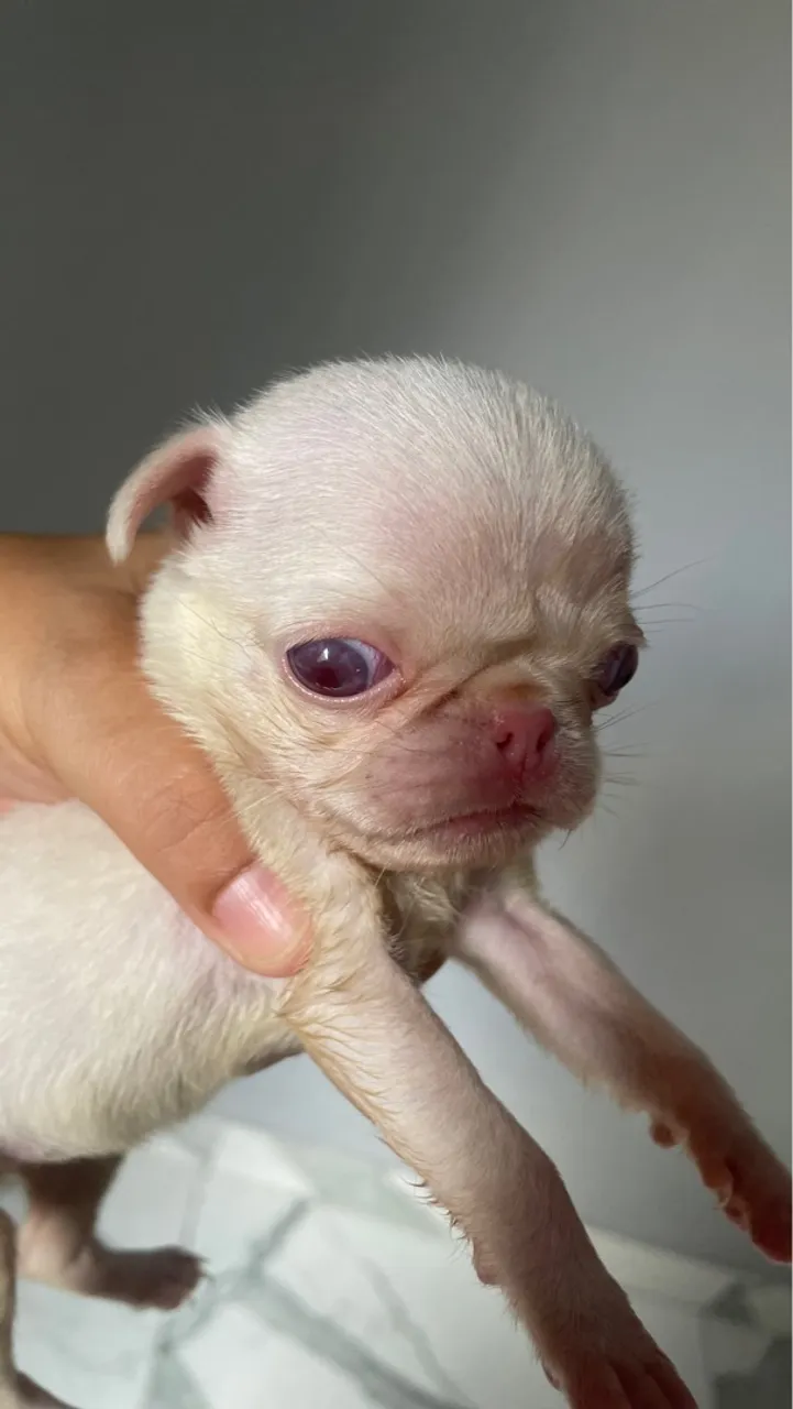 Filhote de Pug Branco - Uma fofura!