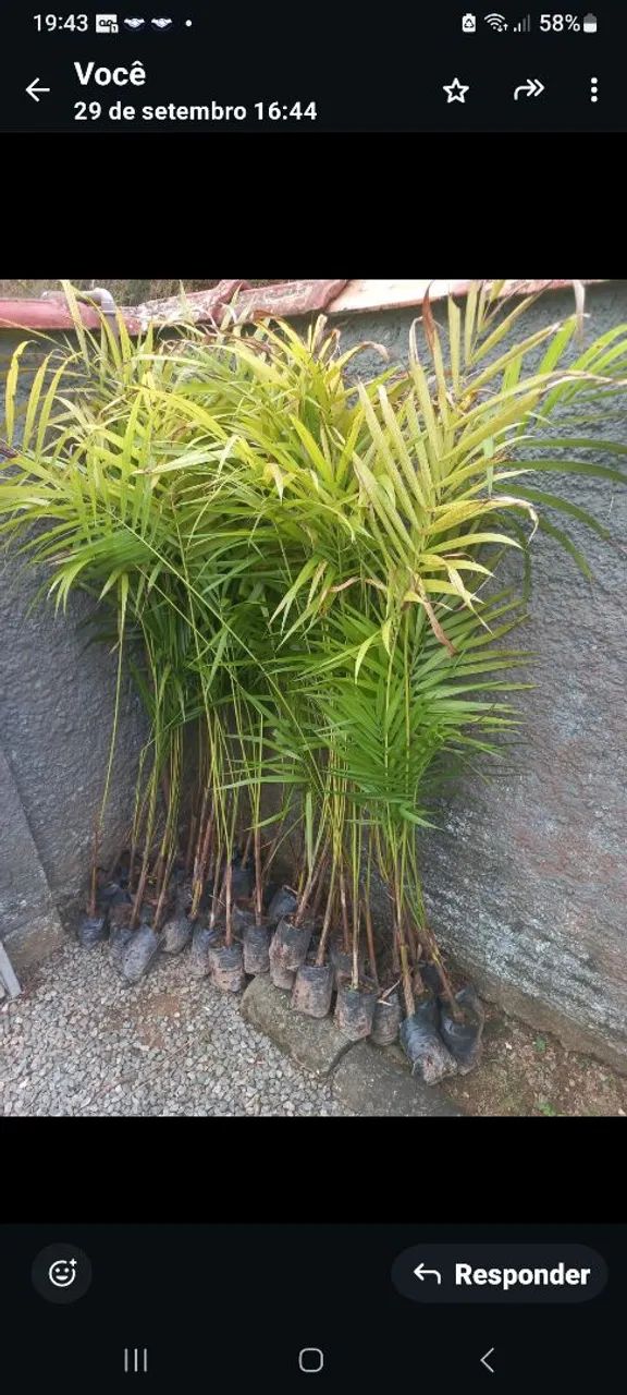  VENDO MUDAS PALMITOS E PALMEIRAS  - Foto 2