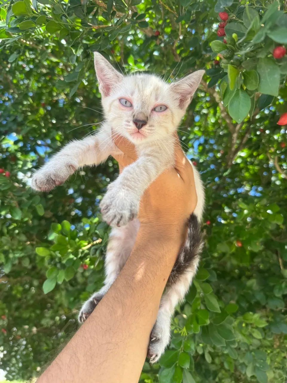 Adoção gatas filhote  - Foto 3