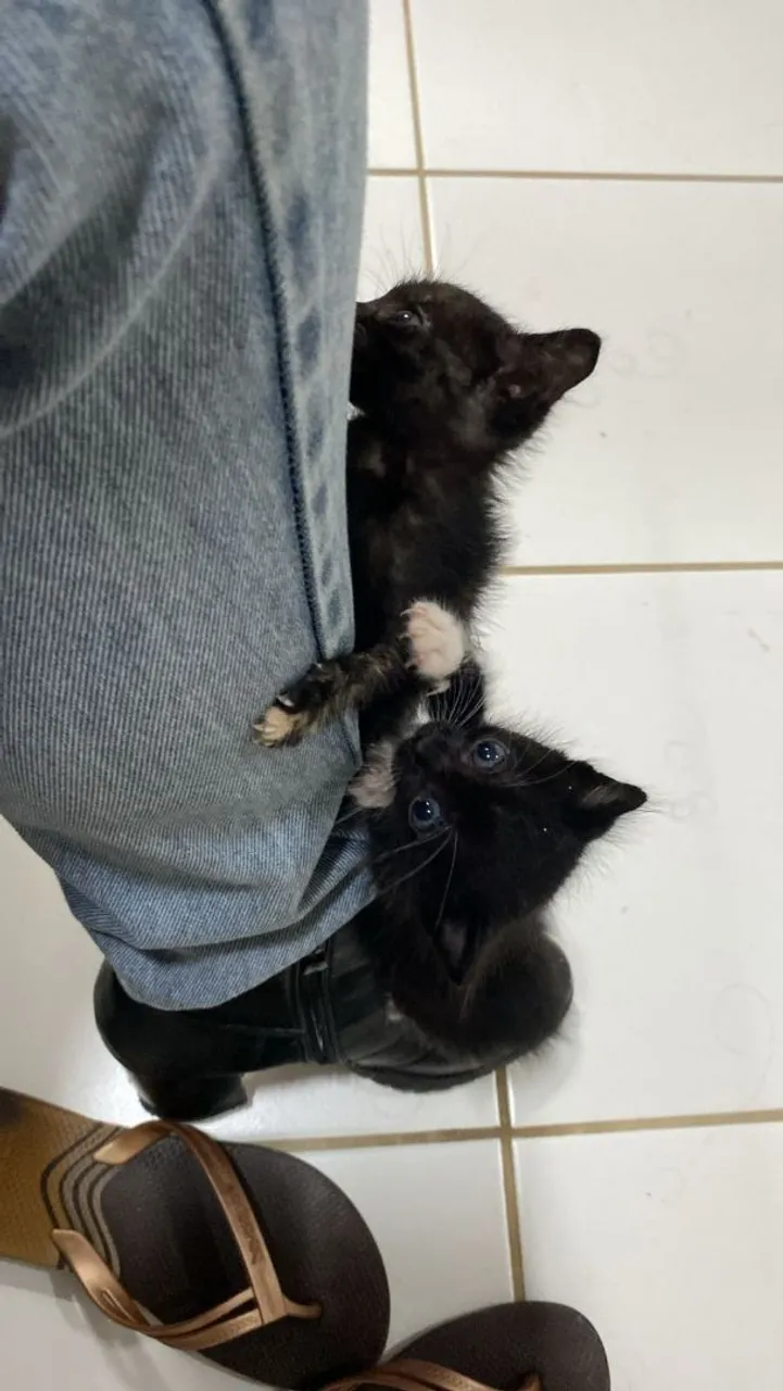 Casal de gatos para adoção