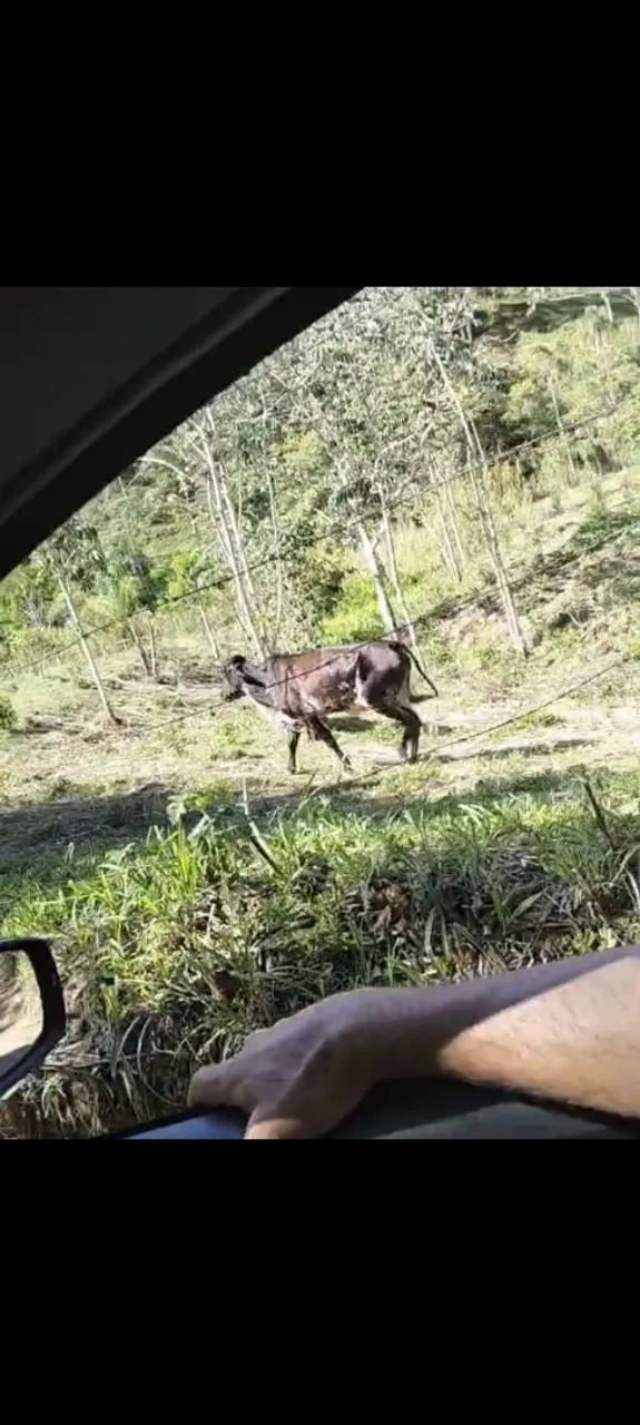 Vendo vaca girolanda 