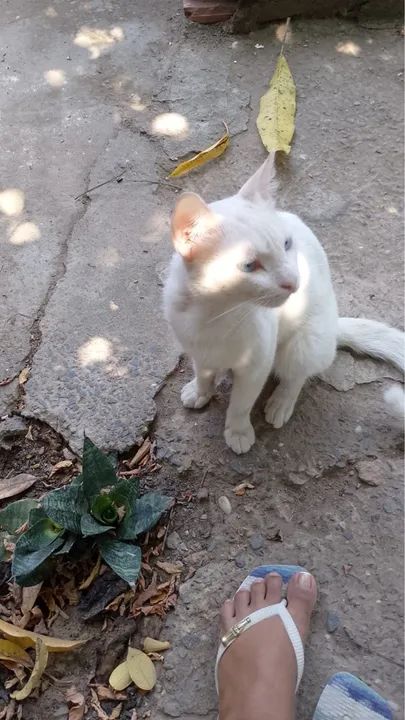 Gato adulto - Foto 2