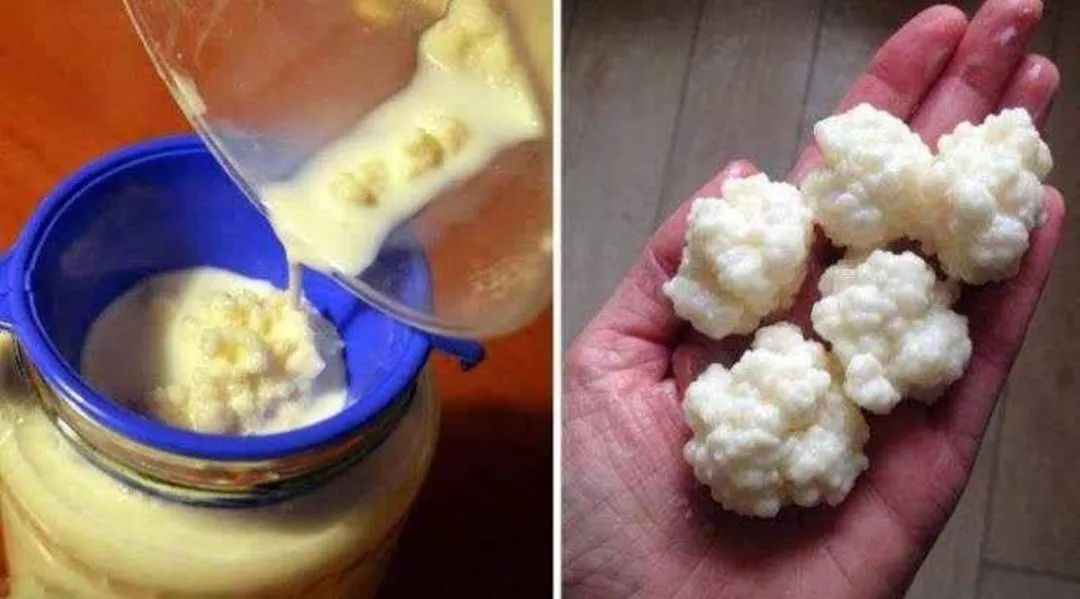 Kefir: O Probiótico Milagroso - Foto 5