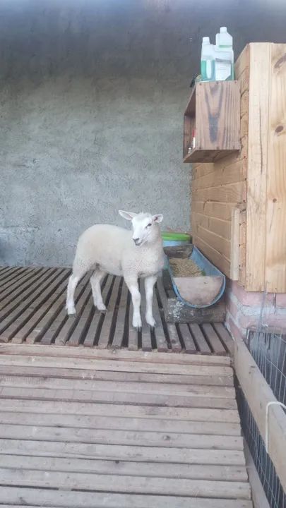 Ovelha texel filhote  - Foto 3