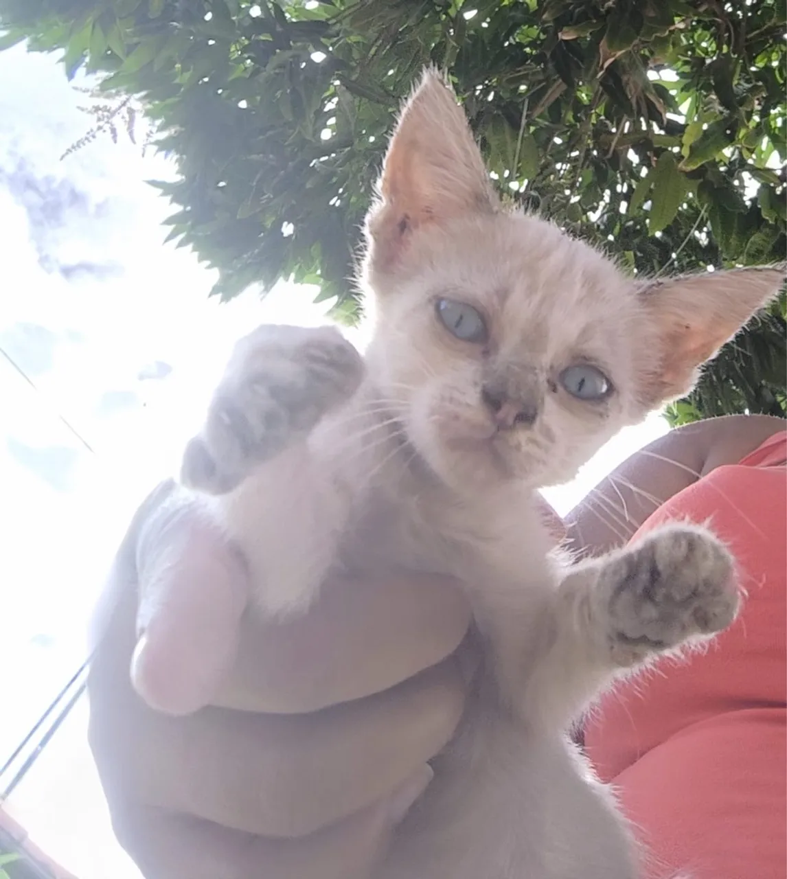 Gatinha para adoção
