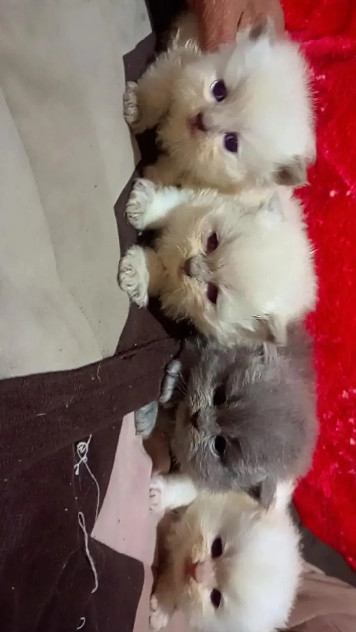Lindos filhotes de gato Persa