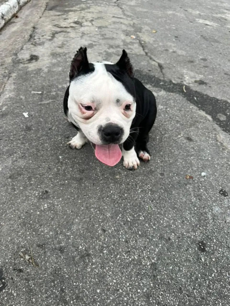 American Bully  - Foto 3