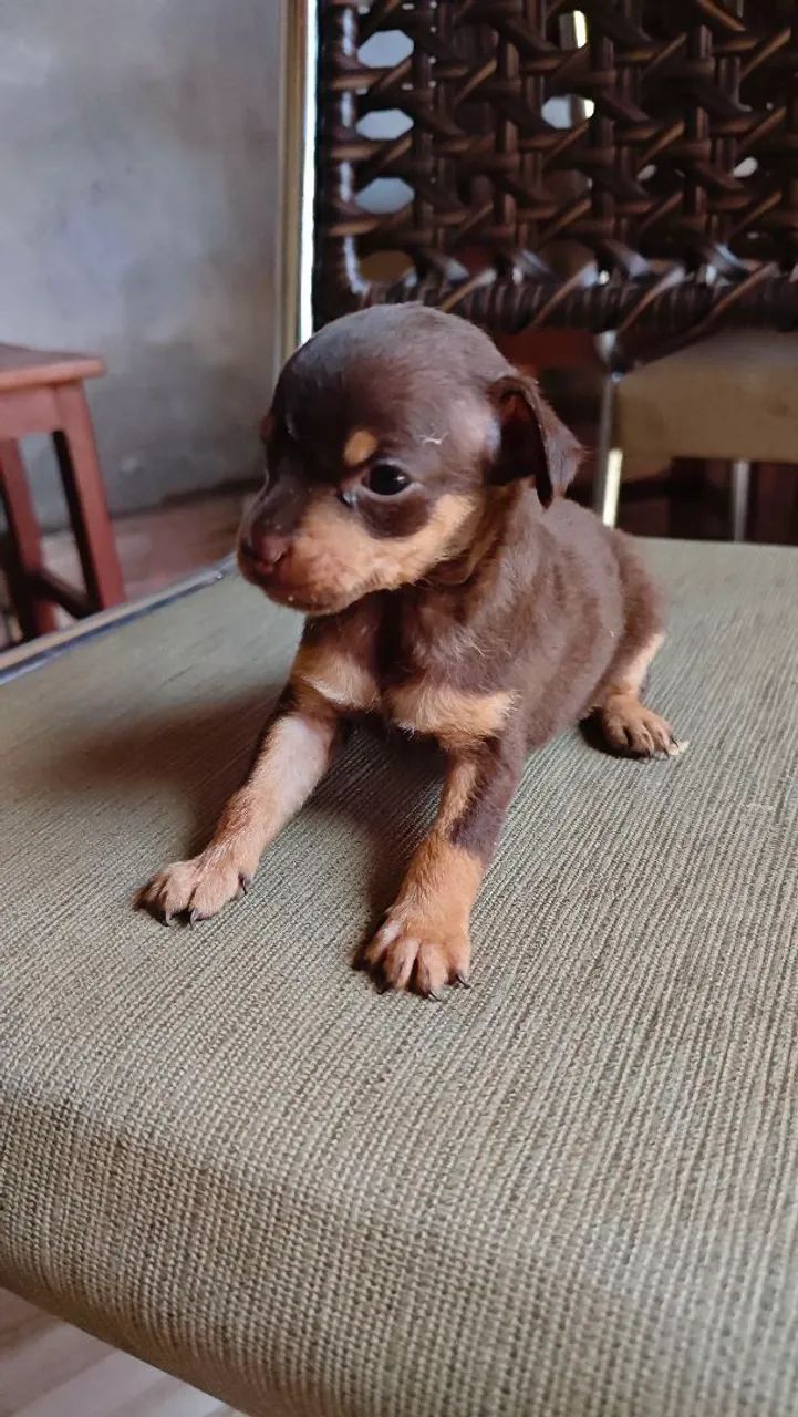 Filhote de Pinscher Miniatura - Foto 4