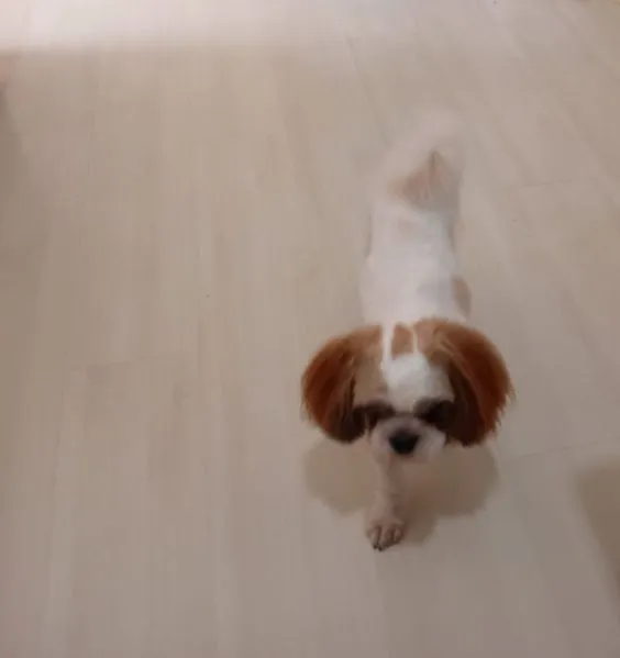 Shih Tzu Fofo
