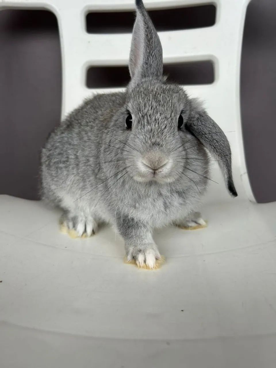 Coelhinhos  - Foto 2