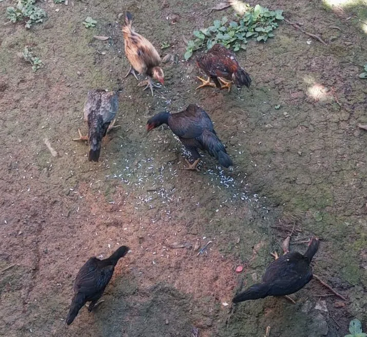 5 franguinha indiana por ,130