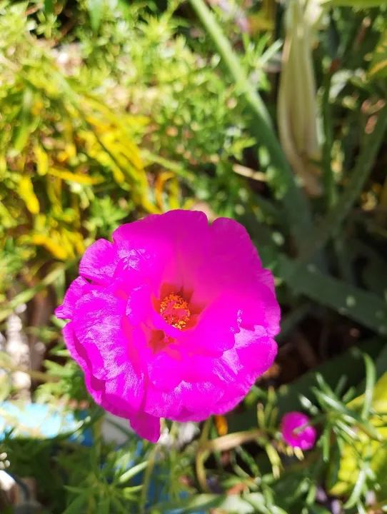 Mudas de Flores "Onze Horas" diversas variedades?