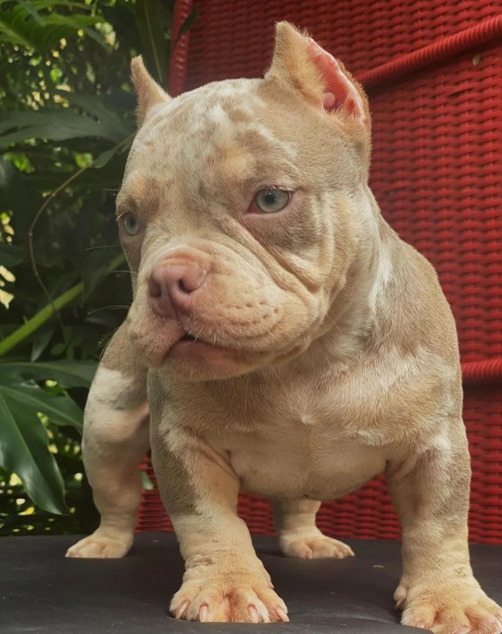 American bully  - Foto 4