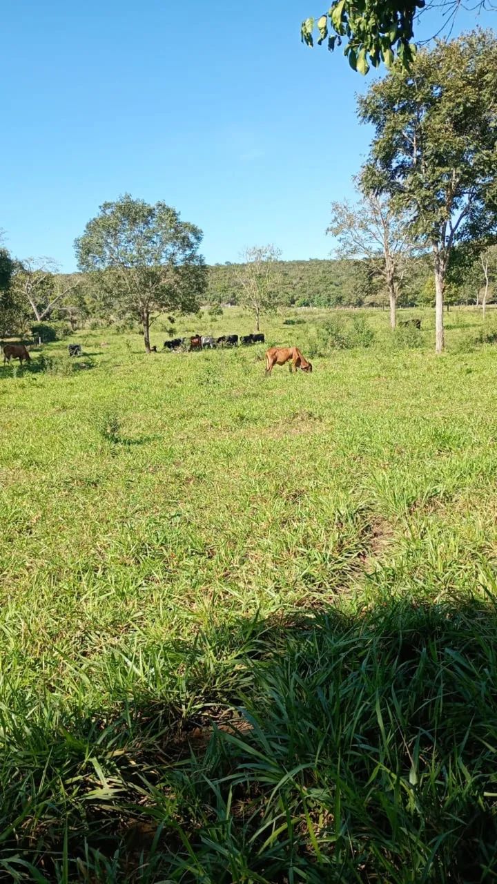 VENDO SITIO PORTEIRA FECHADA  30,6 HECTARES  - Foto 2
