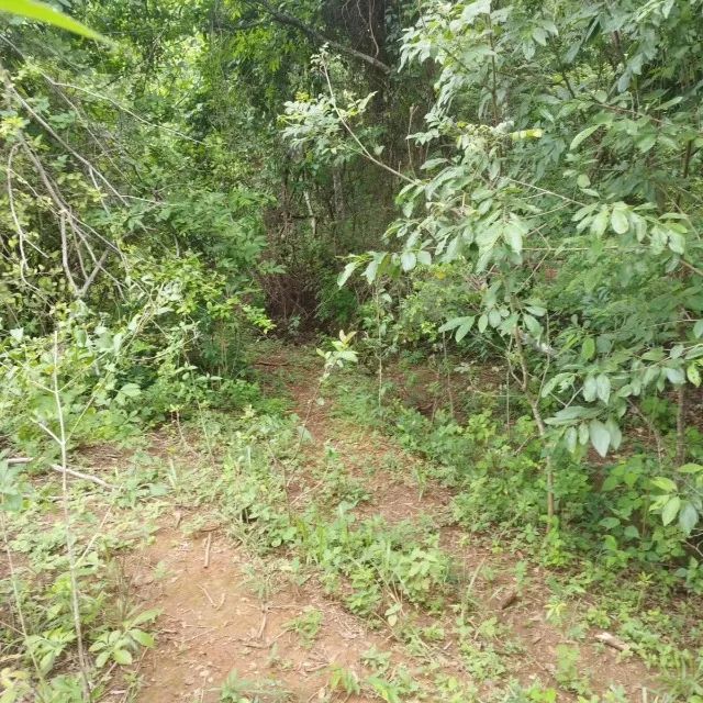 Chácara Em Caldazinha - Foto 3