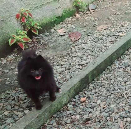 Spitz alemão fêmea 