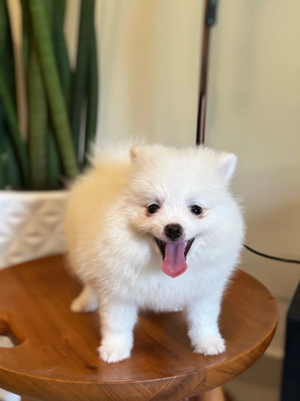 Filhote Spitz Alemão (Lulu da Pomerânia 