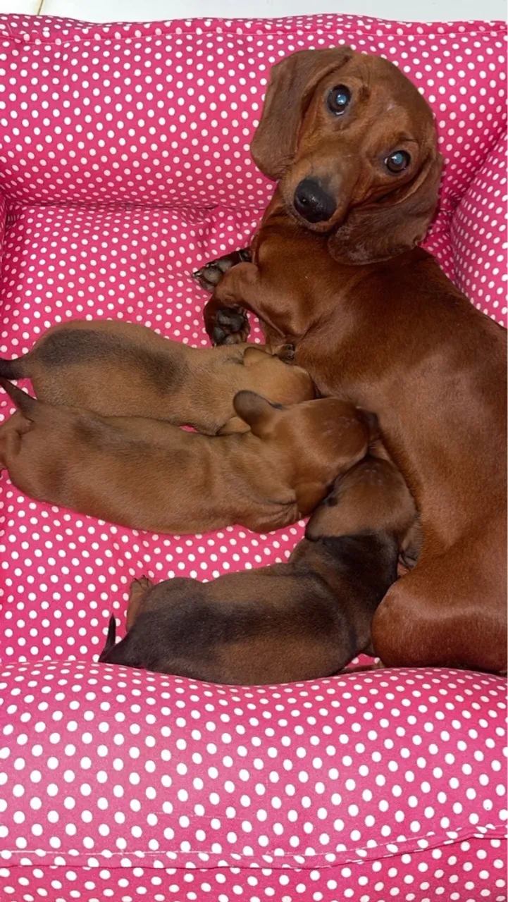 Filhotes de Dachshund