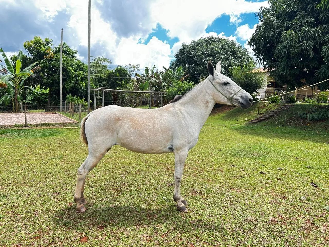 Mula - Foto 3