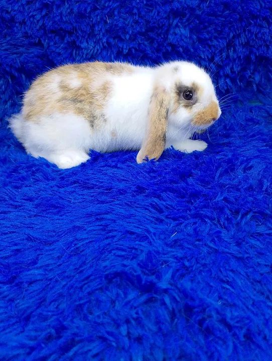 Mini lop Uruguai (tricolor perfeita cor rara)ZAP na descrição  - Foto 3