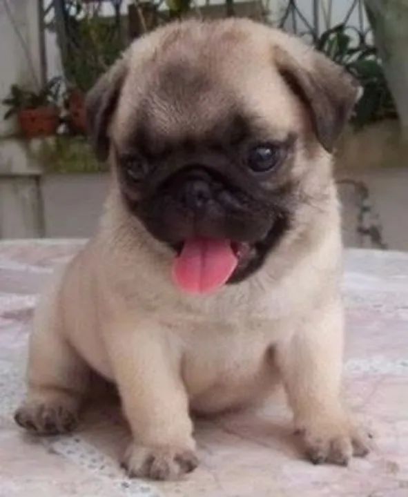 Lindas Meninas Pug  - Foto 4