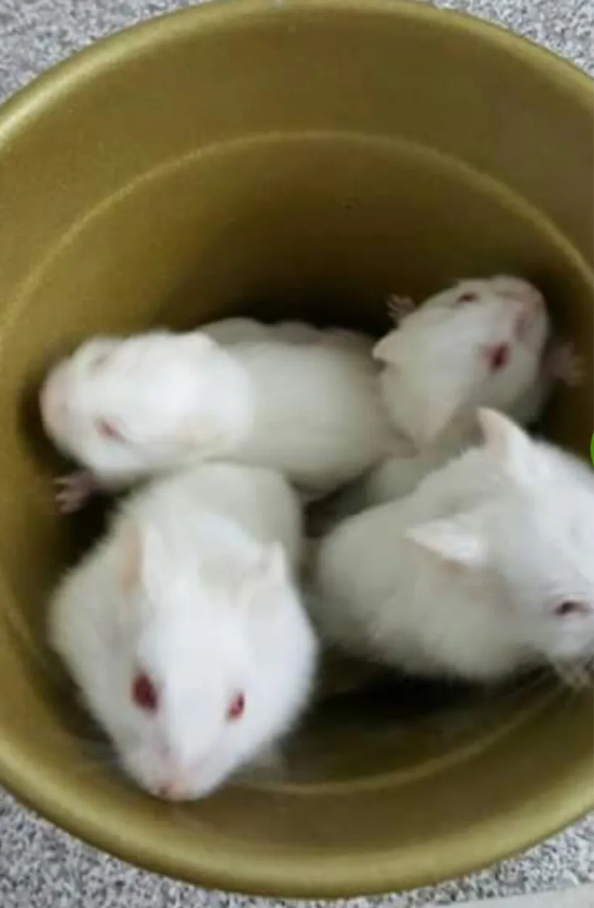 Hamsters brancos filhotes - Lindos e saudáveis!