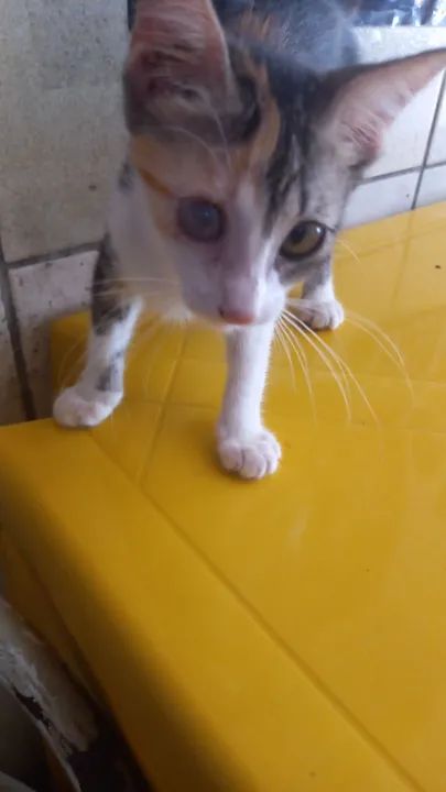 Gatinha tricolor disponível para adoção - Foto 2