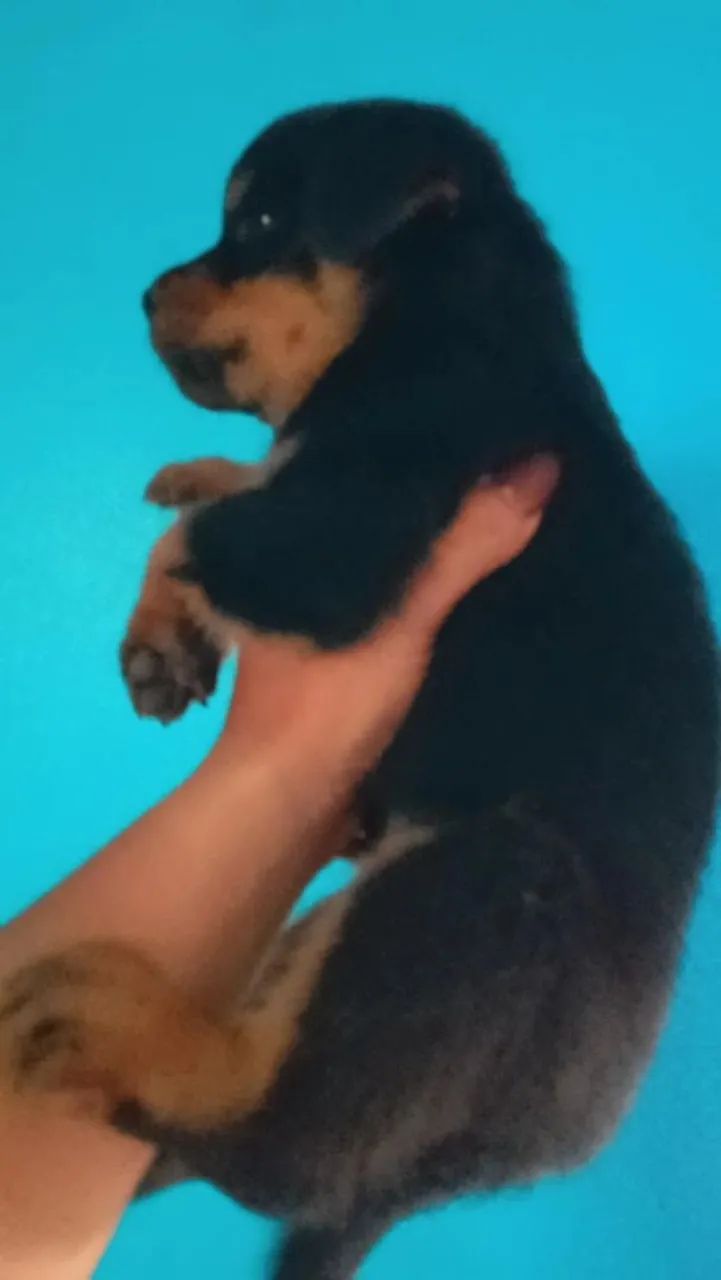 Filhote de Rottweiler para adoção - Foto 2