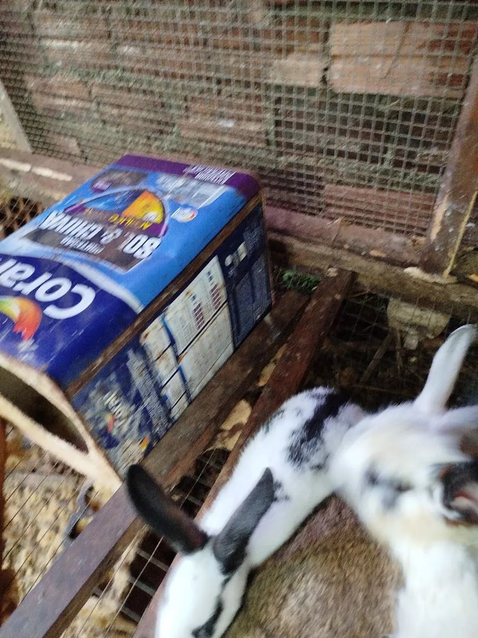 Coelhos para doação!! - Foto 2