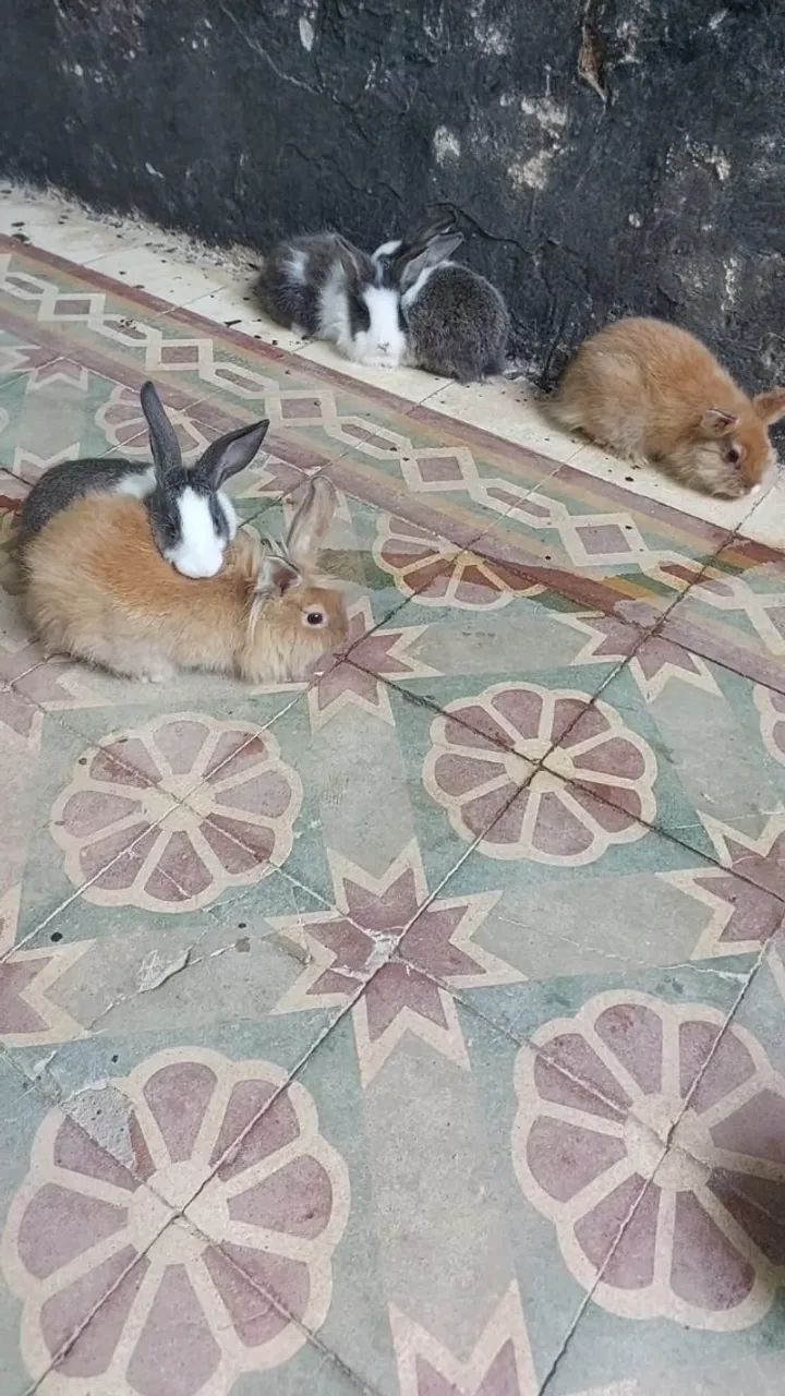 Mini Coelhos - Foto 4